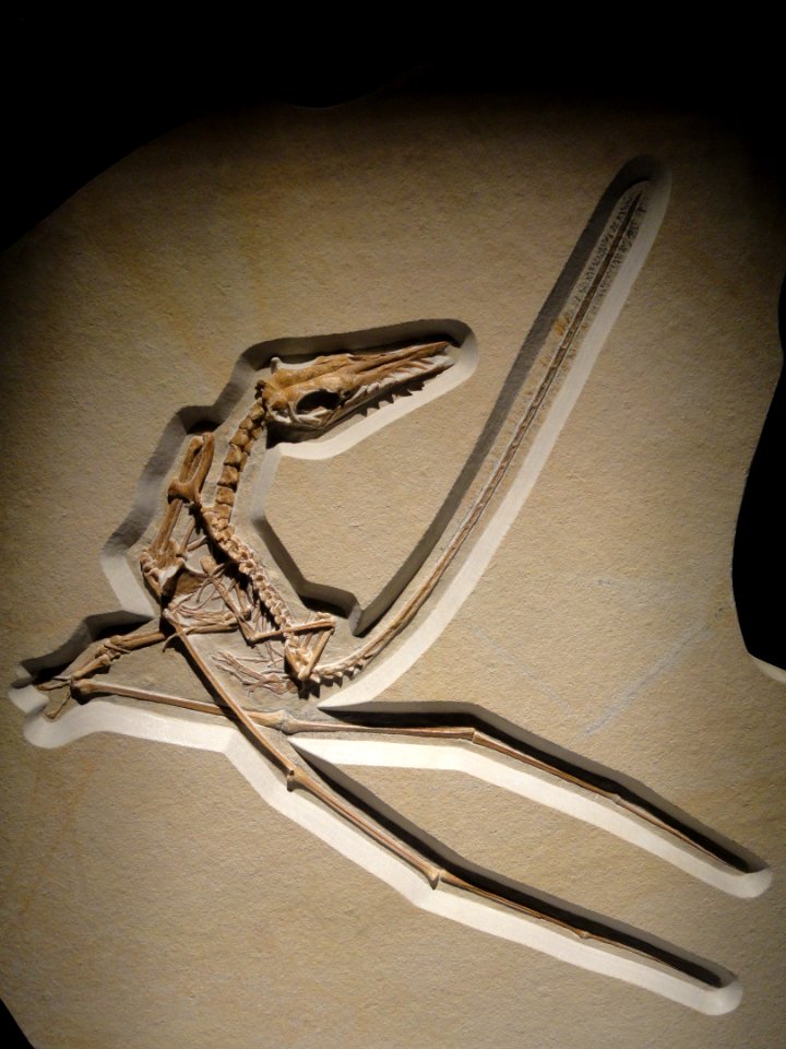 Rhamphorhynchus sp., Late Jurassic, Solnhofen Lithographic Limestone, Eichstatt-Wintershof Quarry, Solnhofen, Germany - Houston Museum of Natural Science - DSC01999