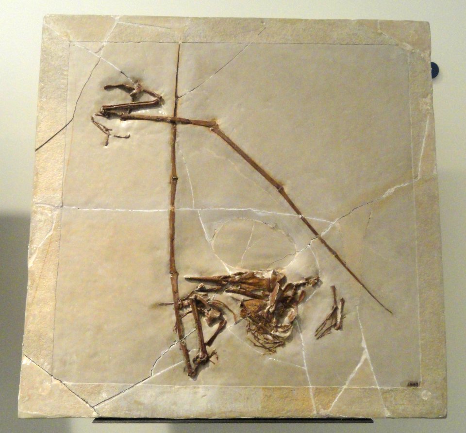 Rhamphorhynchus muensteri - AMNH - DSC06285