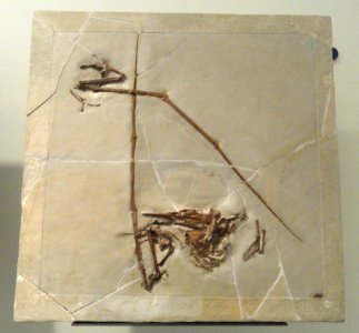 Rhamphorhynchus muensteri - AMNH - DSC06285