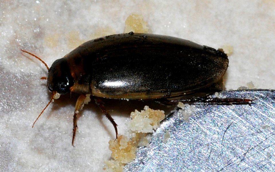 Rhantus-suturalis-03-fws