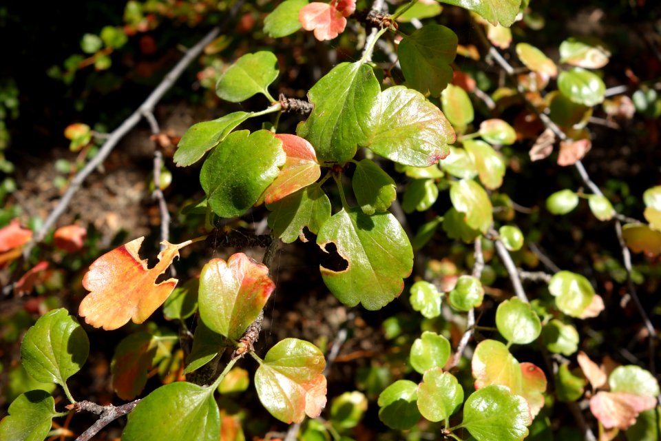 Ribes speciosum - UC Davis Arboretum - DSC03419
