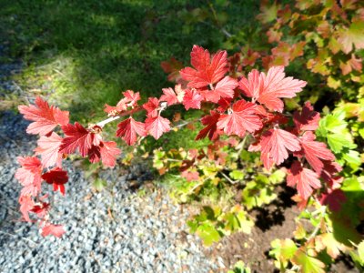 Ribes hirtellum - Botanical Garden in Kaisaniemi, Helsinki - DSC03482