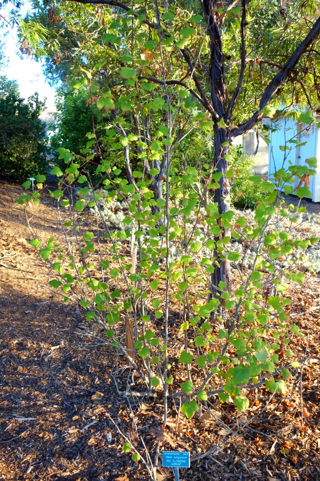 Ribes sanguineum - San Luis Obispo Botanical Garden - DSC06075