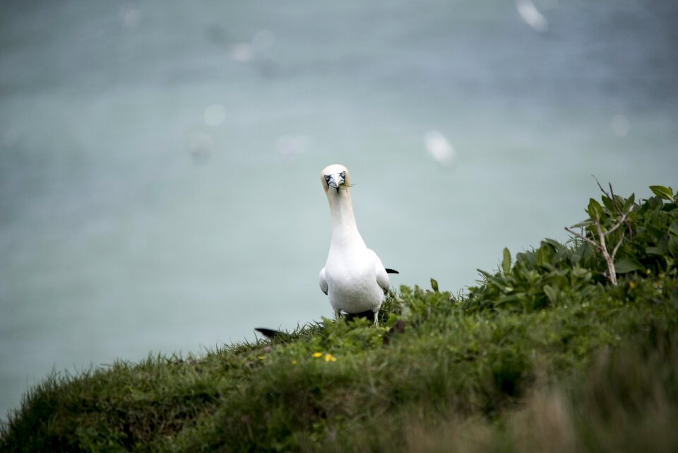 Seabird wildlife coastal