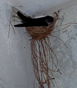 Ridgetop swiftlet (Collocalia isonota bagobo) nesting in Bukidnon, Mindanao, Philippines 01