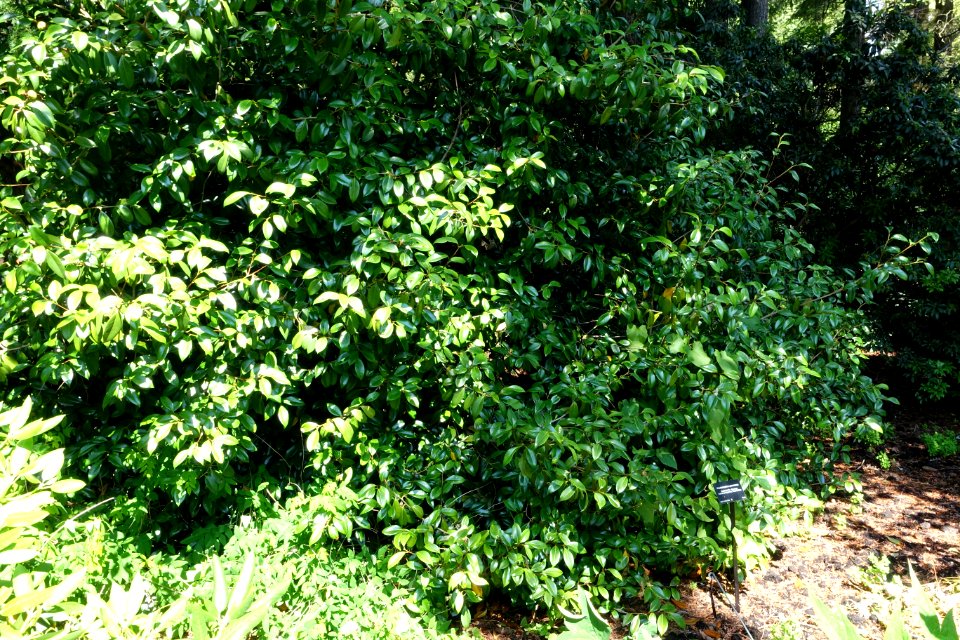 Rhododendron yunnanense - VanDusen Botanical Garden - Vancouver, BC - DSC06864