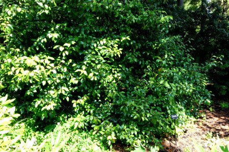 Rhododendron yunnanense - VanDusen Botanical Garden - Vancouver, BC - DSC06864