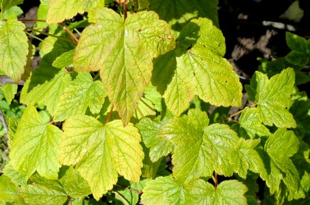 Ribes dikuscha - Botanical Garden in Kaisaniemi, Helsinki - DSC03507