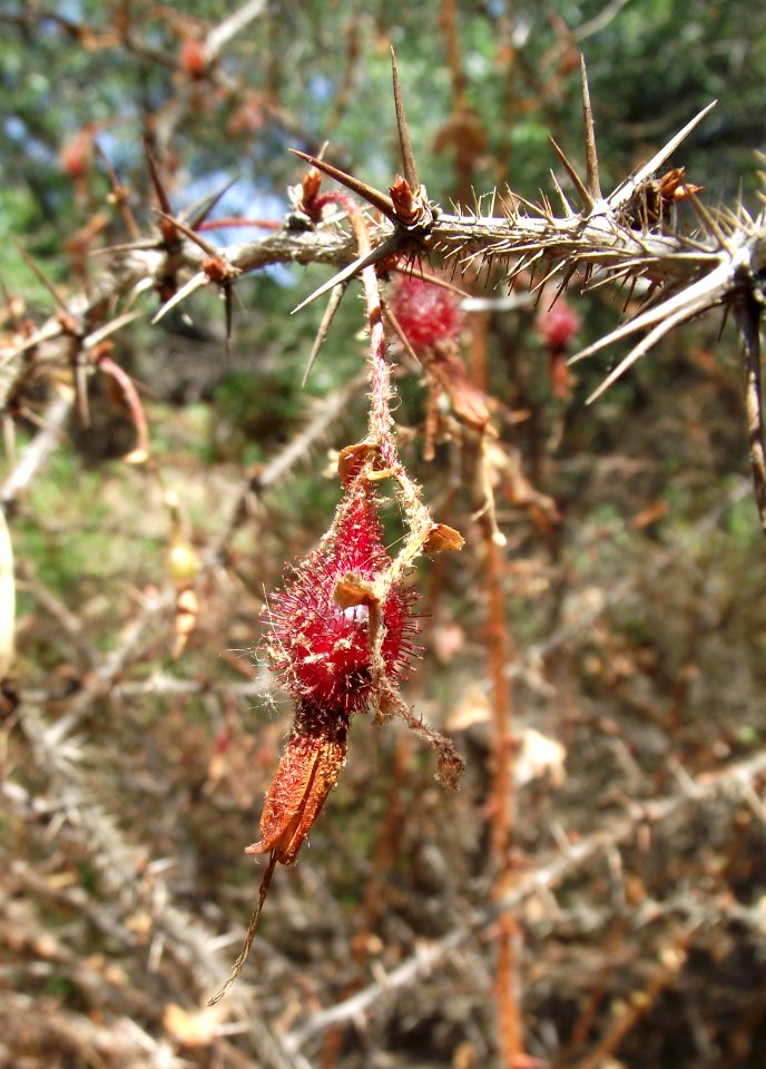 Ribes speciosum 5