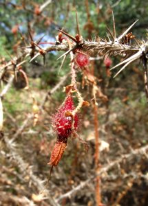 Ribes speciosum 5