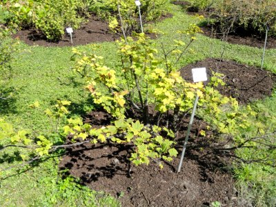 Ribes petraeum - Botanical Garden in Kaisaniemi, Helsinki - DSC03491