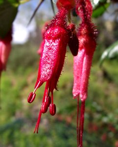 Ribes speciosum2