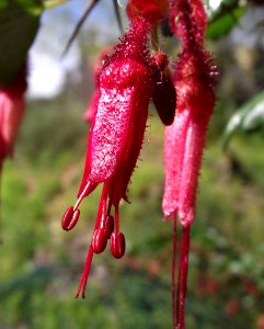 Ribes speciosum2 photo