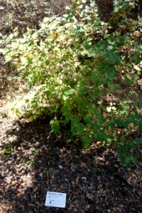 Ribes malvaceum - UC Davis Arboretum - DSC03412