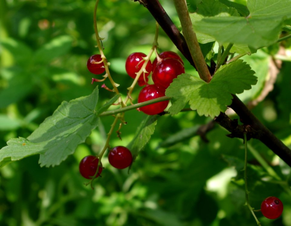 Ribes rubrum - Parc floral