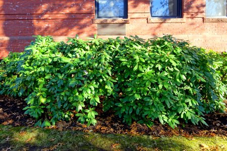 Rhododendrons - Arlington, MA - DSC02954