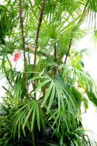 Rhapis multifida - Conservatory of Flowers - San Francisco, CA - DSC03110