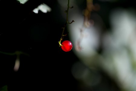 Ribes rubrum - Rote Johannisbeere