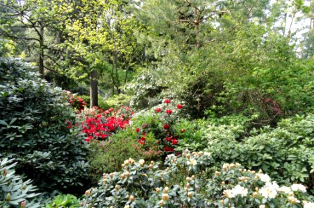 Rhododendrons - Botanischer Garten München-Nymphenburg - DSC08201