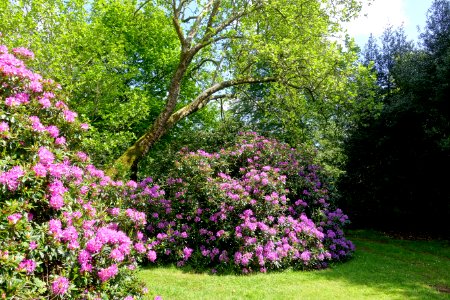 Rhododendrons - Bowood - Wiltshire, England - DSC00433 photo