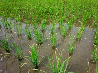 Rice sprouts in Japan (2015-05-29)