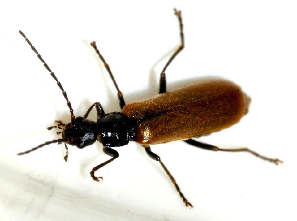 Rhagonycha-nigripes-06-fws