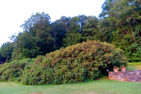 Rhododendrons - Naulakha - Dummerston, Vermont - DSC06841