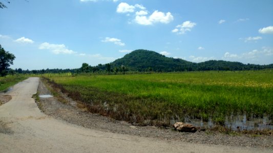 Rice field in Lombok