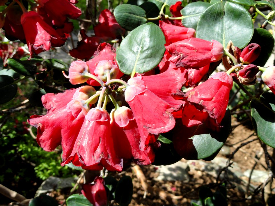 Rhododendron thomsonii - University of Copenhagen Botanical Garden - DSC07480