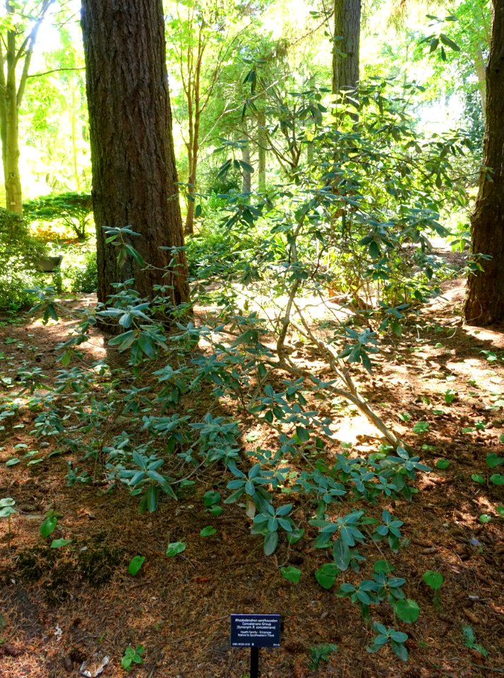 Rhododendron xanthocodon - VanDusen Botanical Garden - Vancouver, BC - DSC07234