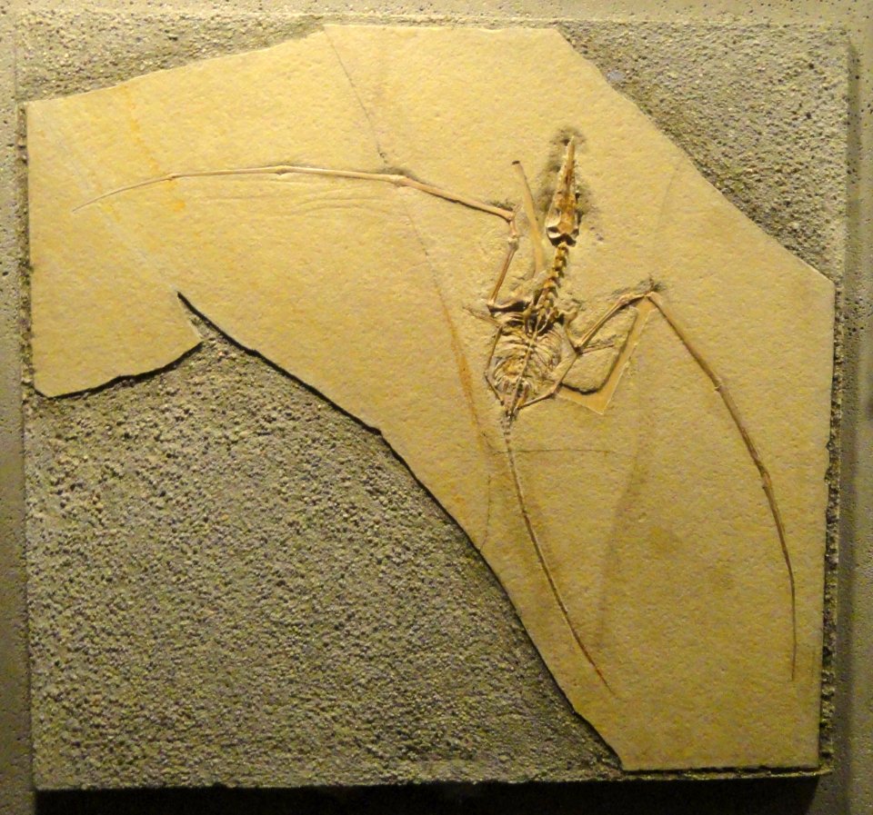 Rhamphorhynchus gemmingi - Naturmuseum Senckenberg - DSC02227