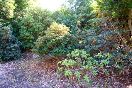 Rhododendrons - Mendocino Coast Botanical Gardens - DSC02049