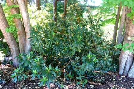 Rhododendron wiltonii - VanDusen Botanical Garden - Vancouver, BC - DSC07053
