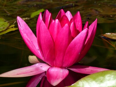 Water leaf summer