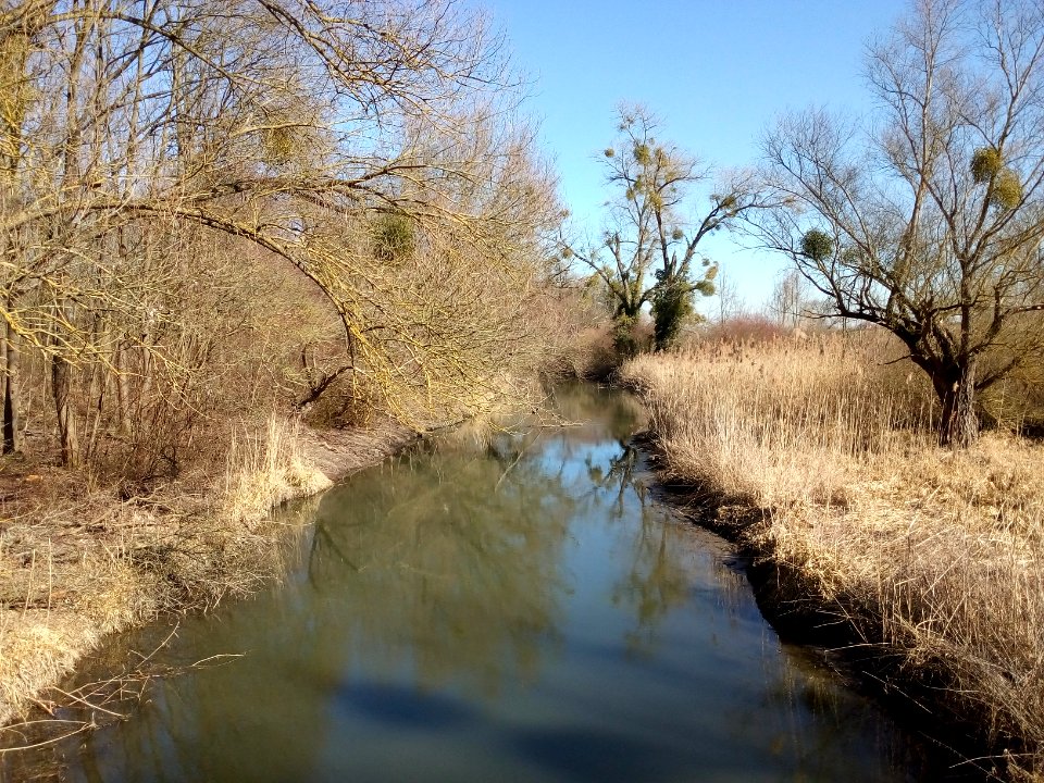 Rheinniederungskanal, kurz vor Einmündung in den Rußheimer Altrhein