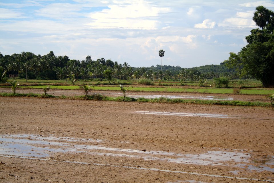 Rice fields of Palakkad