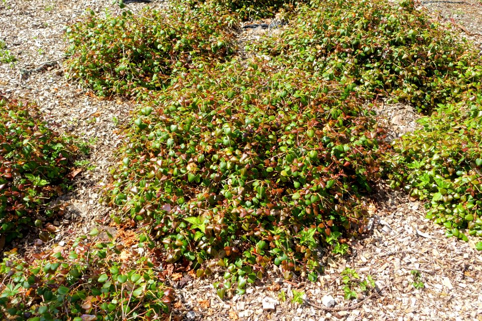 Rhododendron williamsianum - Caerhayes Castle gardens - Cornwall, England - DSC03152