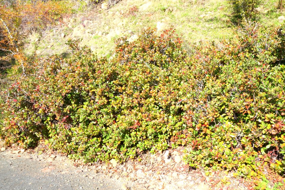 Rhaphiolepis umbellata - Quarryhill Botanical Garden - DSC03580