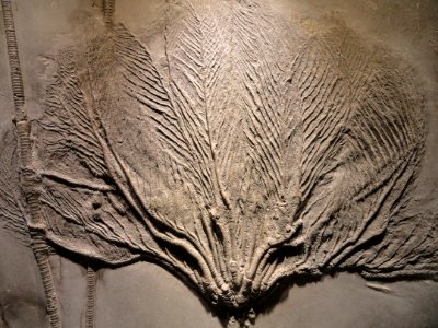 Rhenocrinus ramosissimus, view 2, crinoid, Early Devonian, Hunsruck Slate, Bundenbach, Rhineland-Palatinate, Germany - Houston Museum of Natural Science - DSC01707