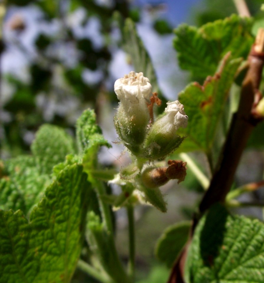 Ribes indecorum