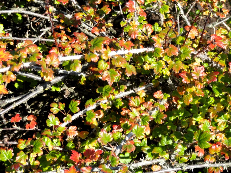 Ribes aciculare - Botanical Garden in Kaisaniemi, Helsinki - DSC03503