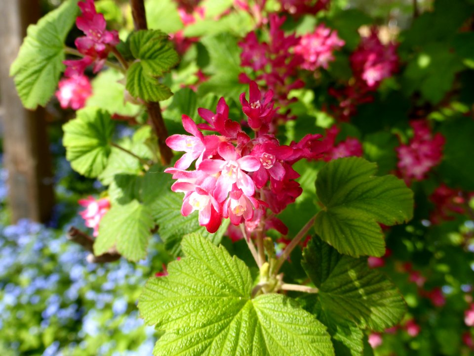 Ribes-sanguineum-Atrorubens-1