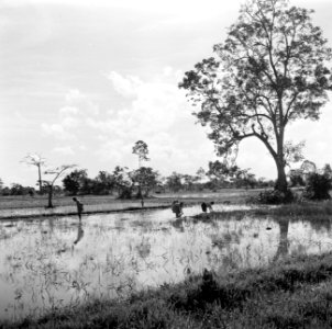 Rijstvelden bij Uitkijk in Suriname, Bestanddeelnr 252-6421