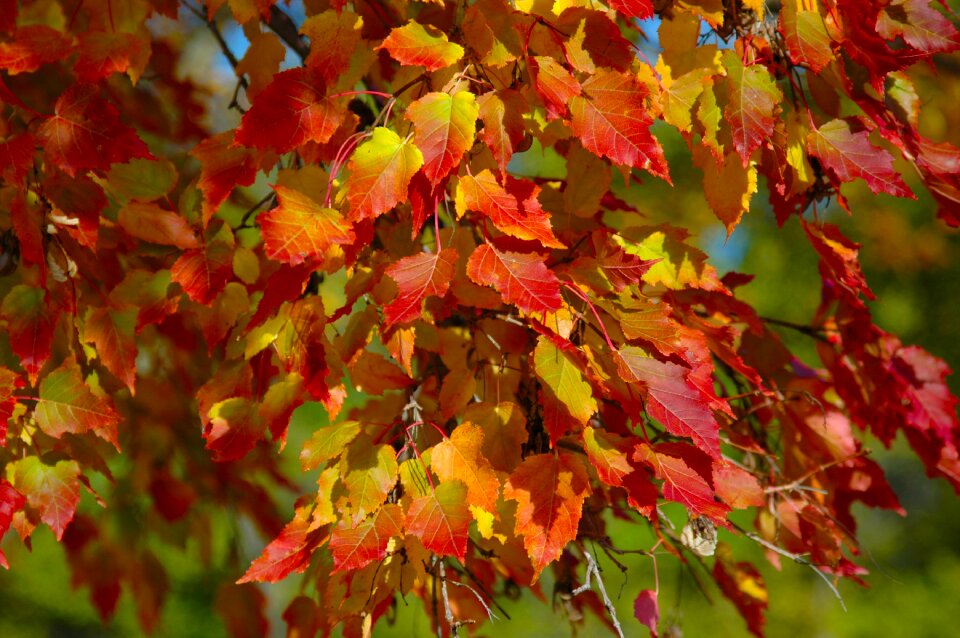 Orange yellow fall leaves