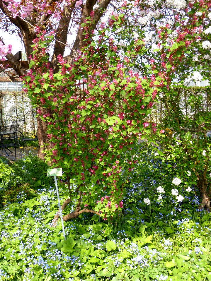 Ribes-sanguineum-Atrorubens-2
