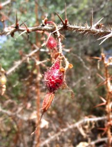 Ribes speciosum 4 photo