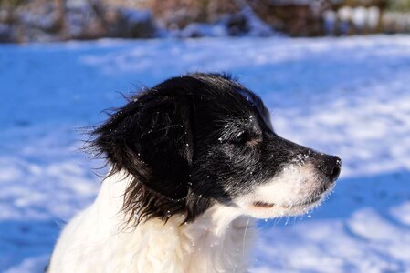 Winter animal dog in the snow photo