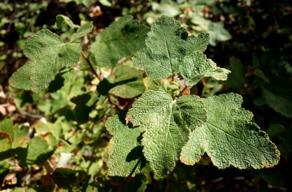 Ribes malvaceum - UC Davis Arboretum - DSC03416