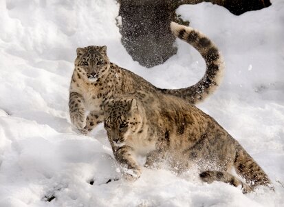 Snow zoo big cat