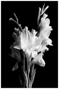 White nature bouquet